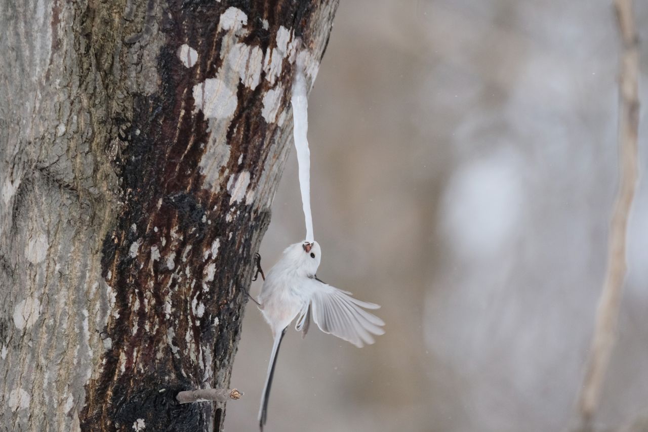 大好物のカエデの樹液を食べているところ　写真提供／小原玲