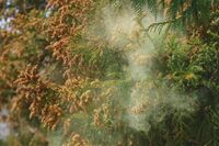 食物繊維をとってるから安心、じゃなかった！ 花粉症に負けない身体にはアレがマスト