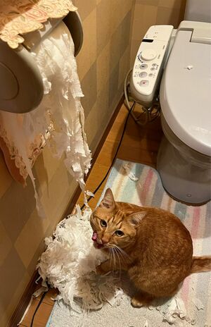 モカちゃんの悪魔の所業。ネットでは「これは反省してない顔や笑」の声も。（※画像は飼い主提供）