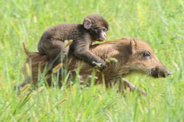福知山市動物園