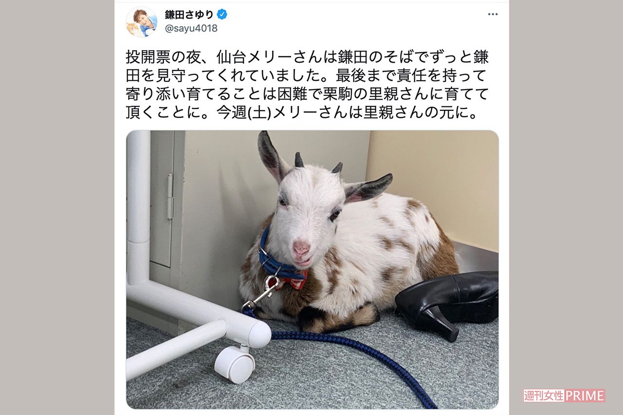 ツイッターで里親に預けることを報告したが…（ツイッターより）