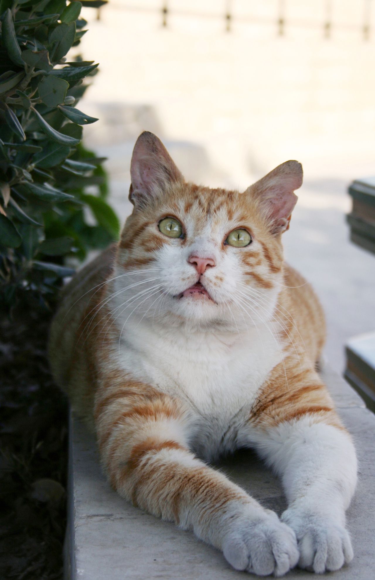 イムディーナの街でくつろぐ恰幅（かっぷく）のいい猫ちゃんは、近寄ると「何かご用？」　写真／白石あづさ