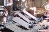 《茨城・古河》2か月で19匹が死亡、ネグレクト動物保護施設で見…