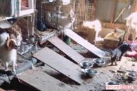 《茨城・古河》2か月で19匹が死亡、ネグレクト動物保護施設で見た「地獄絵図」