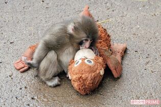 《パンチくん》市川市動植物園3月来園者9万人突破、世界が注目IKEAの“オランママ”との絆と“最新観覧ルール”と混雑状況