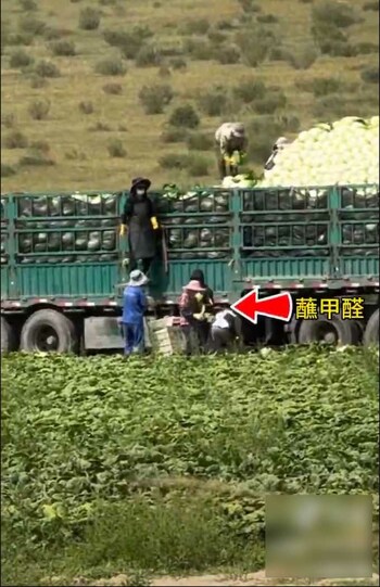 ネット上で拡散されている、中国の白菜収穫の様子を捉えた動画。白菜を何かの液体に浸してからトラックに積み込む姿が記録されている（Xより）