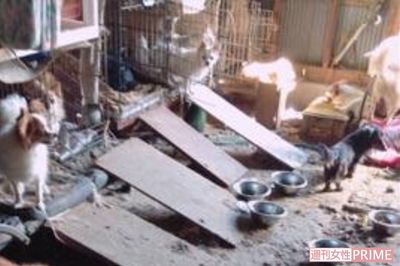 《茨城・古河》2か月で19匹が死亡、ネグレクト動物保護施設で見た「地獄絵図」