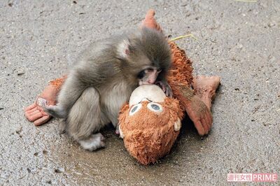 《パンチくん》市川市動植物園3月来園者9万人突破、世界が注目IKEAの“オランママ”との絆と“最新観覧ルー…