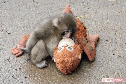 《市川市動植物園》パンチ君、サル山再開で見せた成長ぶりに「すっかりお兄ちゃん」海外からもファン殺到、衰えぬ人気の背景
