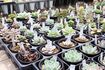 多肉植物は種類も豊富!