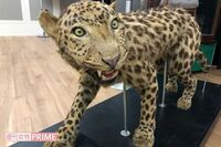 「甘えてくるヒョウの首にロープを」餓死に毒殺、人間を信じて犠牲になった戦時下の動物たち