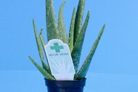 身近な食品の健康効果「オメガ3はココがスゴイ」「あの病気を狙い撃ちする注目食品」