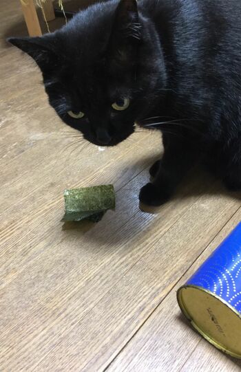 「海苔うまいにゃー」クロさん・8歳。食卓から缶を落とし、中の海苔を食べた知能犯！（※画像は飼い主提供）