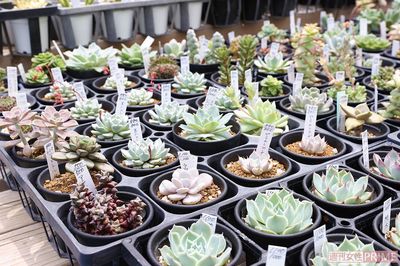 多肉植物は種類も豊富！