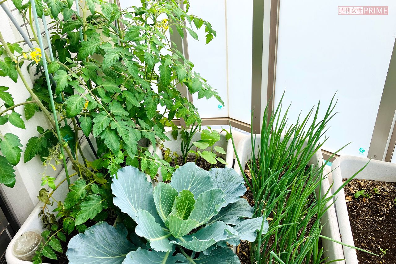 丸山さんのベランダ菜園。ミニトマトやにんにくも栽培中
