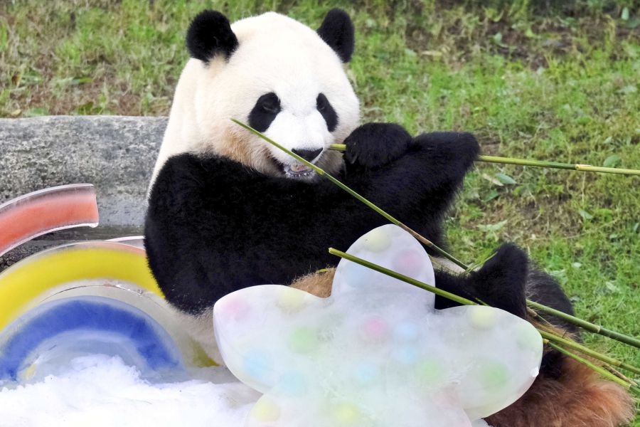 彩浜（さいひん）。2021年撮影。3歳の誕生日をお祝い　写真／共同通信社