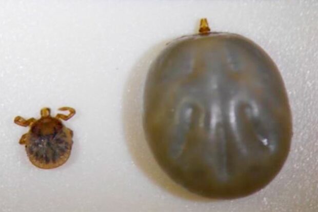 吸血前とあとではこれほどの大きさの違いが