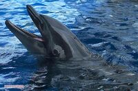 海水浴場で野生のイルカに襲われる被害が続出 人を襲う被害は「全国でも起こりえる」と専門家が指摘