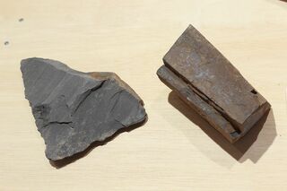 『みなみさんりく発掘ミュージアム』（南三陸町）で、神木はアンモナイトや魚竜の化石発掘に成功。レアすぎるその化石も展示中