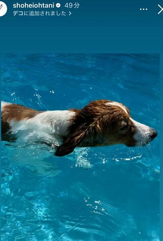 2025年7月の試合がない日に、プールで犬かきをして泳ぐデコピンが投稿された大谷翔平のインスタグラム