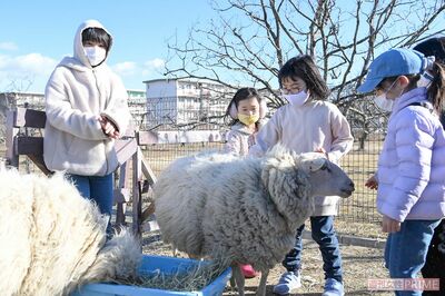 羊の飼育から学びを展開（撮影／渡邉智裕）
