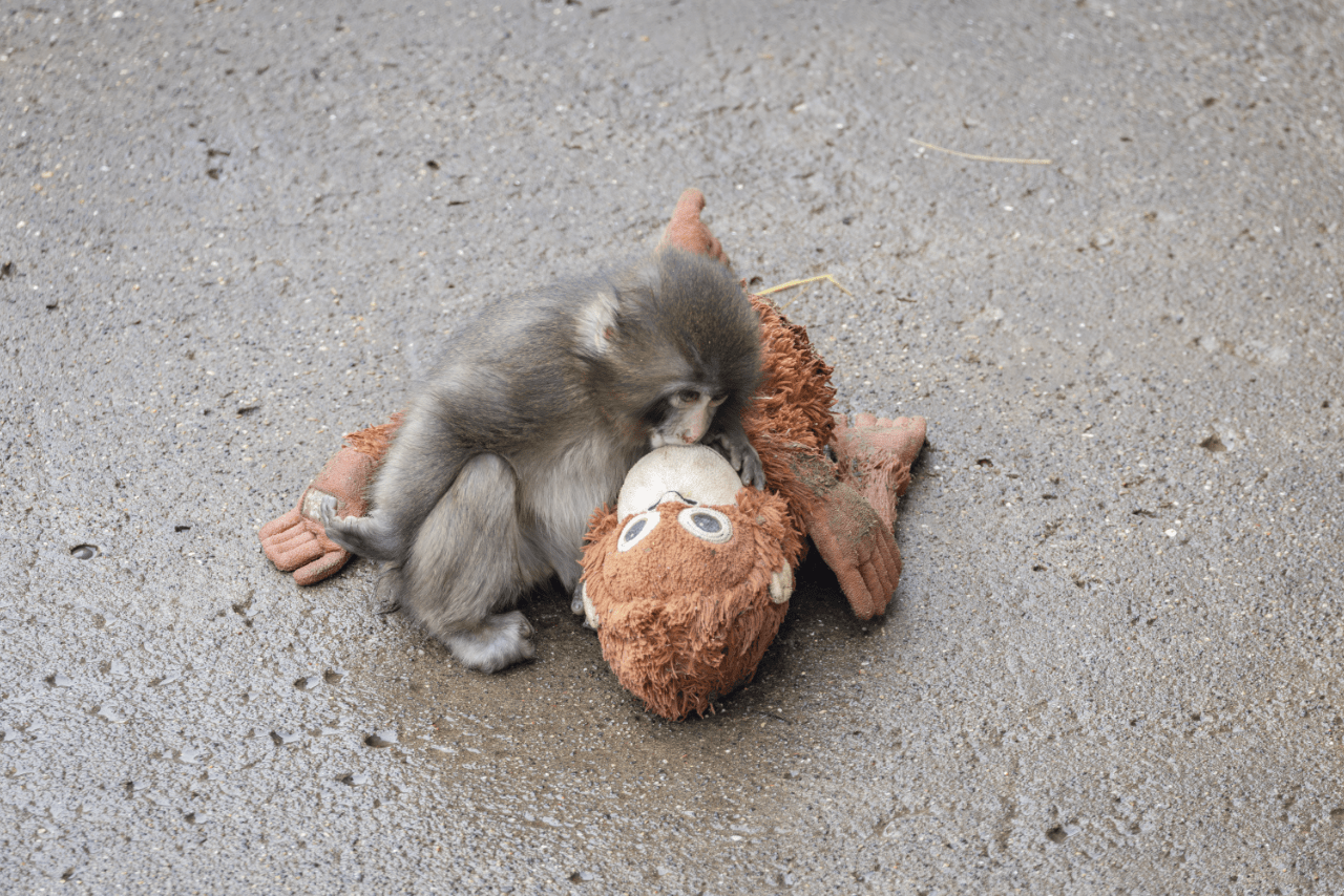 大好きなオランママに愛を込めてチュー（写真／読者提供）