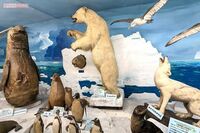 《岡山県・つやま自然のふしぎ館》「こんな田舎に作っても誰も来ない」と言われて60年…剥製800点の私設博…