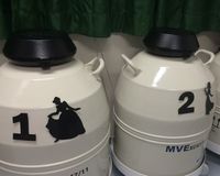 卵子凍結保存、若い女性が飛びつく理由は働く環境にあり