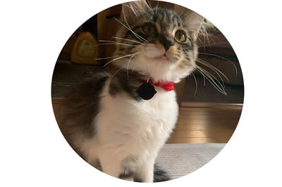 【犬、猫アイコン】ペットを飼う人には定番。