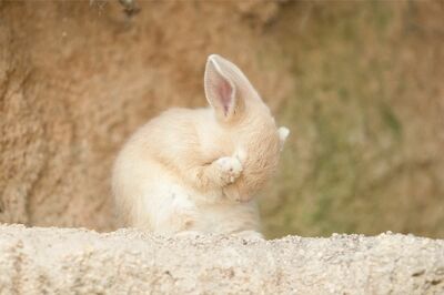 “お顔キレイキレイ”「くしくしという言い方もするくらい、うさぎさんの家族にはとても愛されるしぐさです」（撮影／うさぎ写真家uta）
