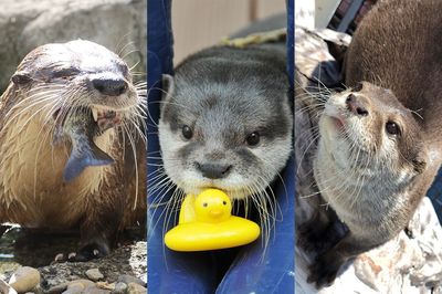 可愛すぎぃ！『第二回カワウソゥ選挙』厳選の10頭はコチラ。あなたの推しウソは？