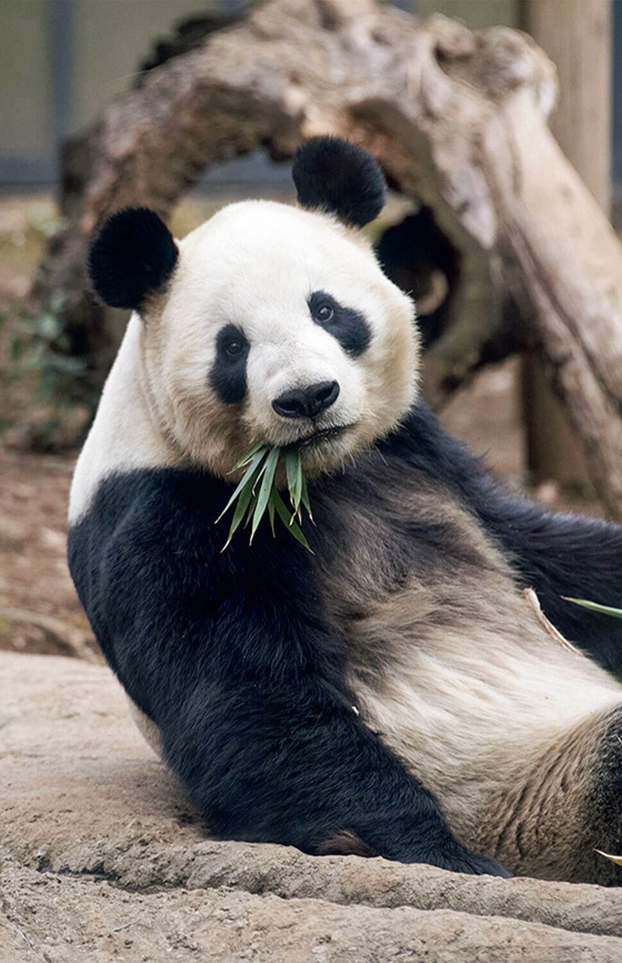 リーリー♂　写真／高氏貴博（毎日パンダ）