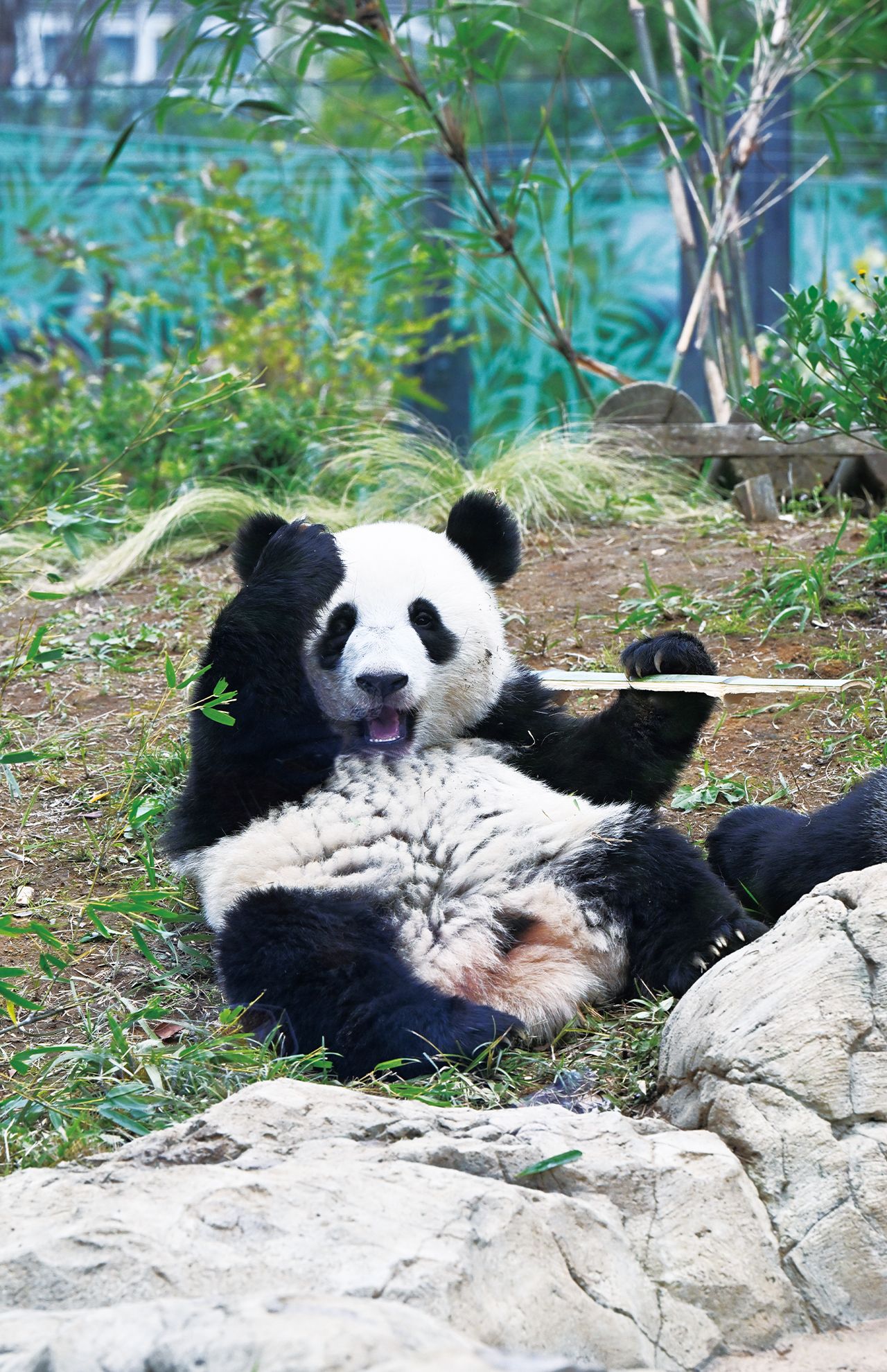 『グローバルな視点を身につけよう　パンダといっしょに学ぶ 世界のことわざ』より　撮影／高氏貴博