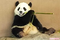 パンダ返還で54年ぶり“ゼロ”に…外交政策のメリットは「中国7割、日本3割」驚愕のレンタル料と問題点