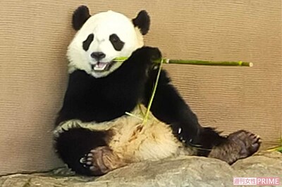 パンダ返還で54年ぶり“ゼロ”に…外交政策のメリットは「中国7割、日本3割」驚愕のレンタル料と問題点