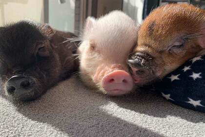 日向ぼっこするマイクロブタの、はんぺん、ねぎま、ちくわ（写真／＠pigram.jpさん）