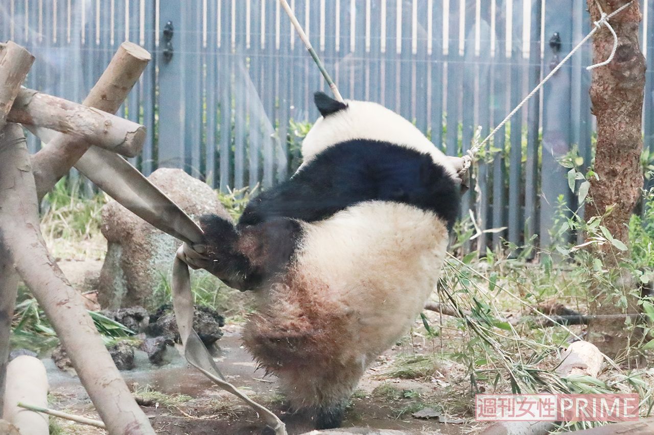 よいしょよいしょ