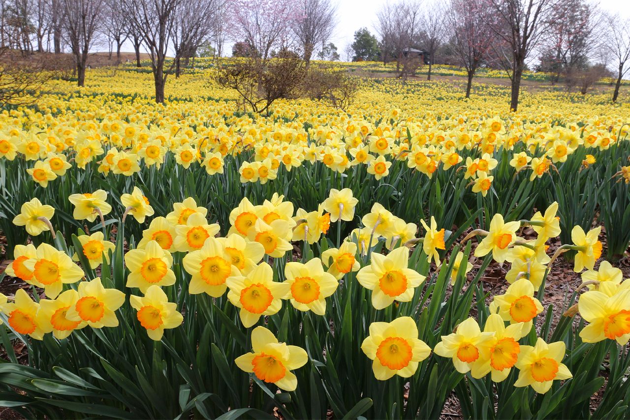 那須塩原市の東那須野公園の水仙は3月末から咲き始める