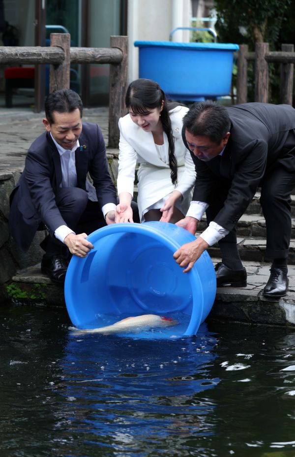 錦鯉の放流を体験された