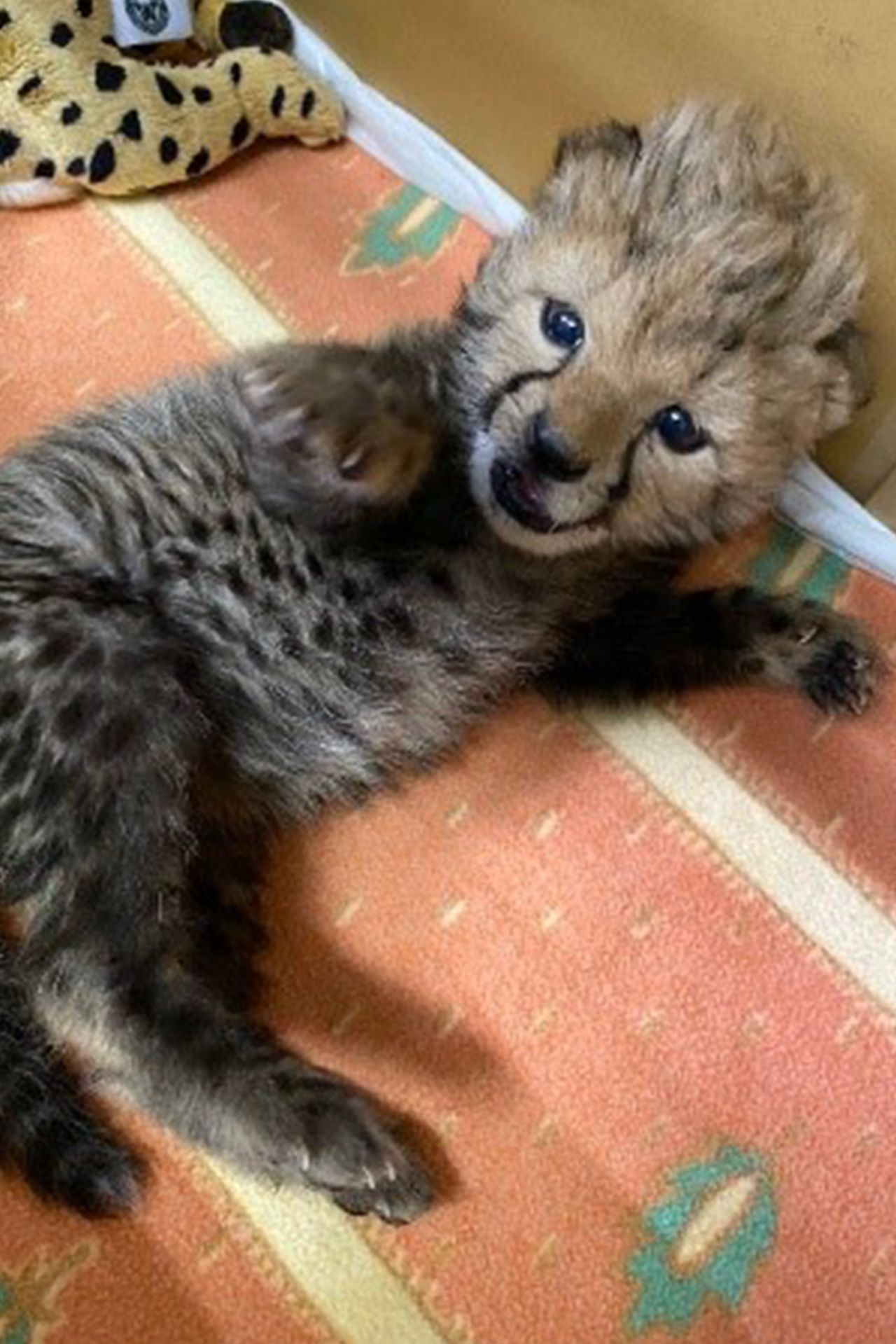 チータの赤ちゃん　写真提供／姫路セントラルパーク