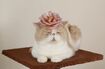 お花をのせてうっとりこの表情。まさにフォトジェニックなバニラ (c)ネズミイロのネコとバニラ (c)ねこ休み展