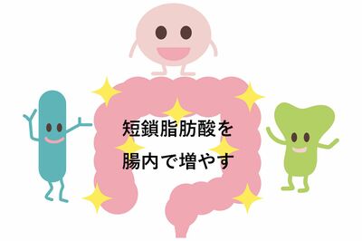 食物繊維などをエサに、ビフィズス菌や酪酸菌などの有益な腸内細菌から短鎖脂肪酸が産生。腸内を弱酸性に保ったり、肝臓での脂質合成を抑制するなどの働きも期待できる　※写真はイメージです