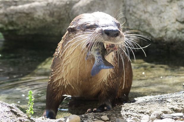カエデ（カナダカワウソ）＠盛岡市動物公園