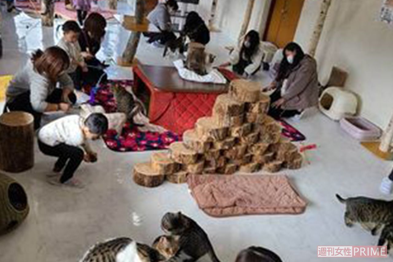 『ペットの里』では猫と戯れる人も