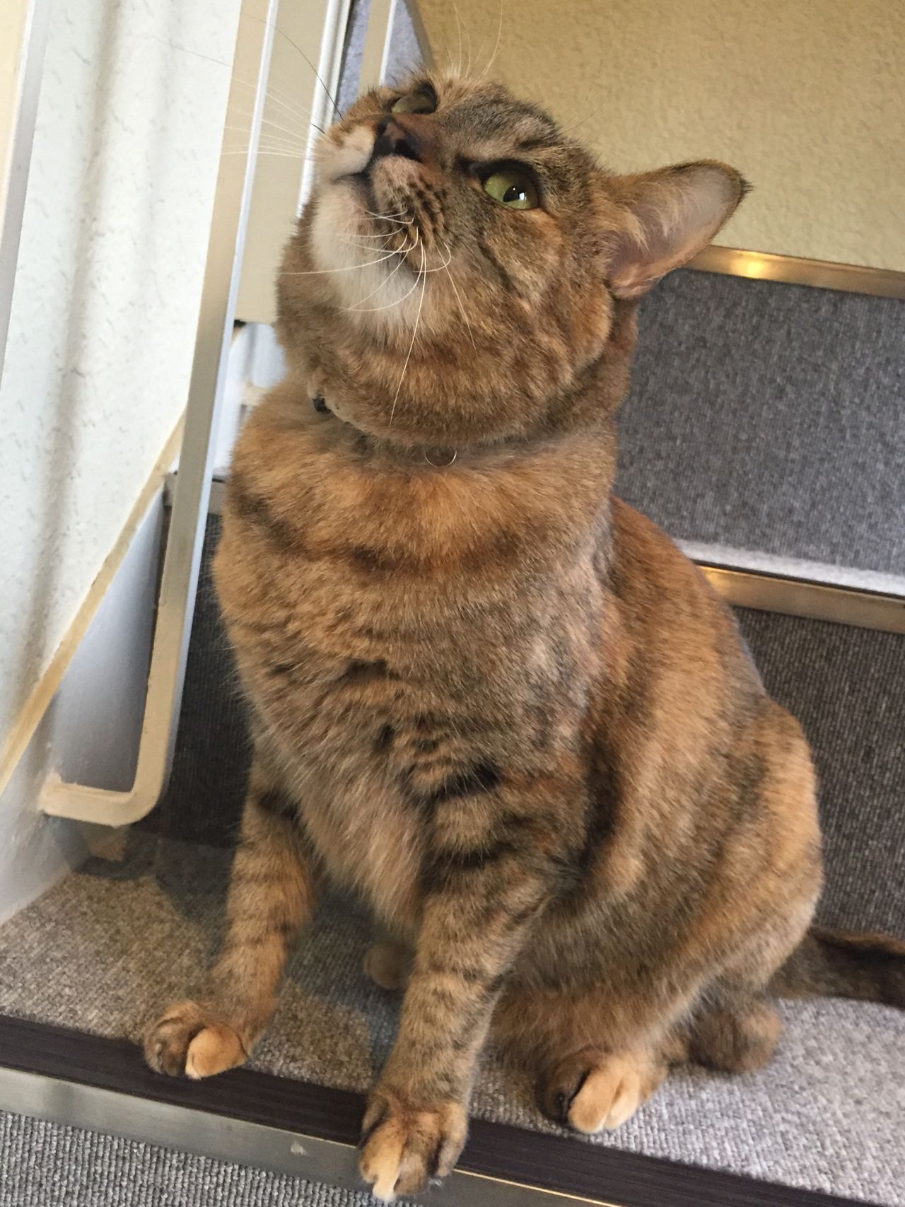 取材中もひざの上、甘えんぼ女王・まみ（4歳）／ネコリパブリック