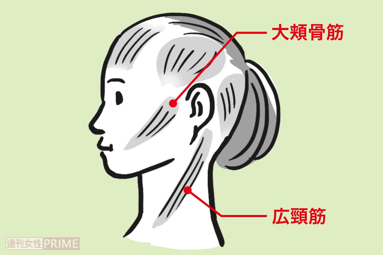 広頸筋と大頬骨筋の位置　イラスト／上田英津子