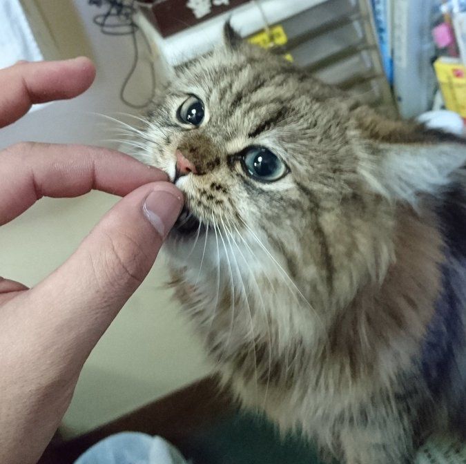 しけを乗り越えたご褒美にカリカリをもらう船長　『航海士にゃんこ カンパチ船長』（河出書房新社）より