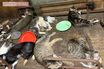 《多頭飼育崩壊》一軒家に猫144匹、子猫の死体が転がる惨状も“行政は知らん顔”の闇