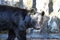 秋田県製作、“クマ注意”ポスターが「かわいすぎる」賛否の声 見直し検討も担当者「今年度は現行のもので…