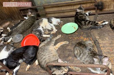 《多頭飼育崩壊》一軒家に猫144匹、子猫の死体が転がる惨状も“行政は知らん顔”の闇